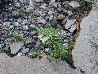 moss on the rocks