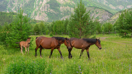 Family of horses on an alpine meadow in the mountains.