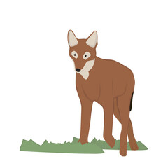  Ethiopan wolf Illustration