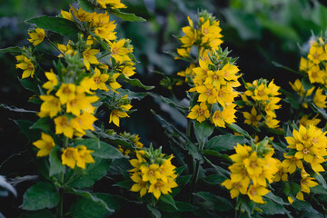 many yellow small flowers in the flowerbed