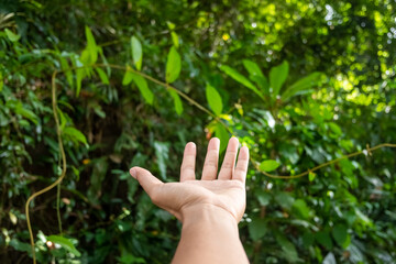 Fototapeta na wymiar Hand reach out to the forest green nature bokeh like praying and ask for something background.