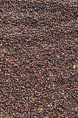 Coffee beans drying in the sun              