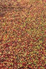 Coffee beans drying in the sun              