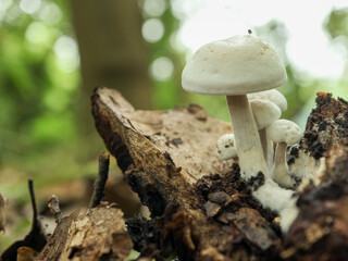 オシロイシメジ