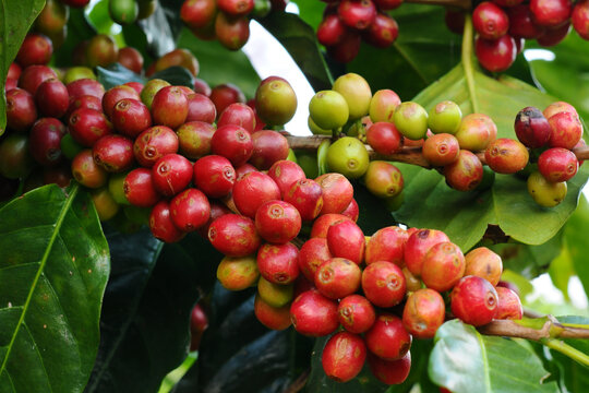 Coffee beans ripening on a tree                               