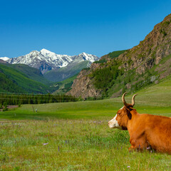 Fototapeta na wymiar Brown cow in the meadow against the background of snow-capped mountains