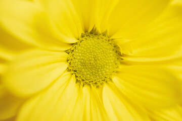 macrophotography of yellow chamomile with a sharp center, soft focus