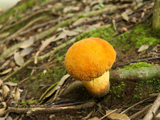 コガネヤマドリ-2