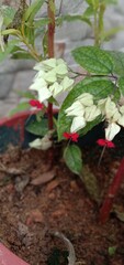 red and white flowers