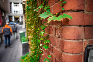 old brick wall with flowers
