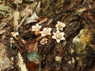 フクロツチガキ