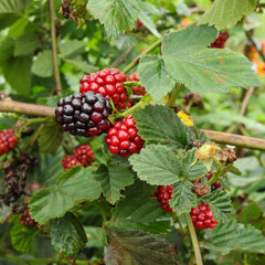 ブラックベリー