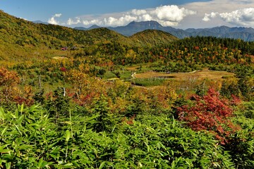 絶景紅葉の北アルプス白馬・栂池自然園