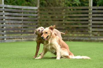 ドッグランでじゃれ合うピットブルとゴールデンレトリバー