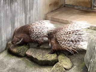 アフリカタテガミヤマアラシ