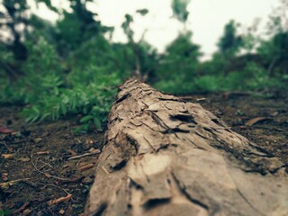 old tree trunk