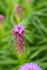 close up of a blooming pink blazing star flowers in the green grass covered field