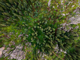 top birds eye view of pine trees in a rich dense forest with rocks and grassland