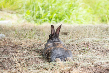 a chubby rabbit with fur of mixed grey and brown colour laying on dry grass field under the shade back facing you having a cool down nap
