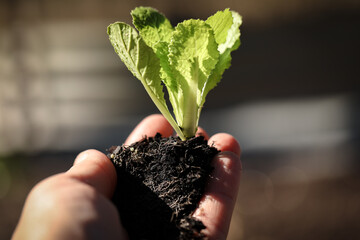 Wombok seedling with roots exposed held in human hand