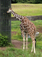 アミメキリン © moonrise