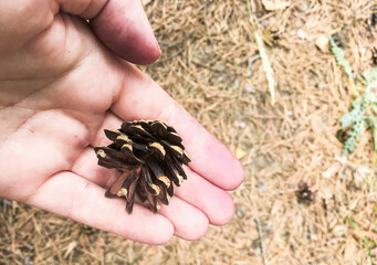 pine cone in the palm of a person