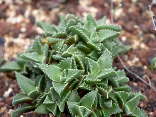 多肉植物　アラナミ