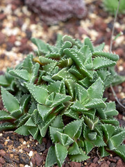 多肉植物　アラナミ
