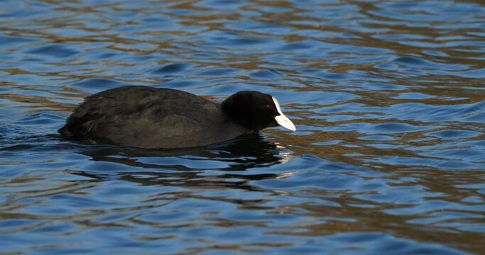 Eurasian coot  also known as the common coot or Australian coot
