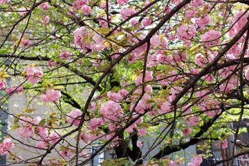 Beautiful Japanese Pink Cherry blossoms at Kyoto, Japan