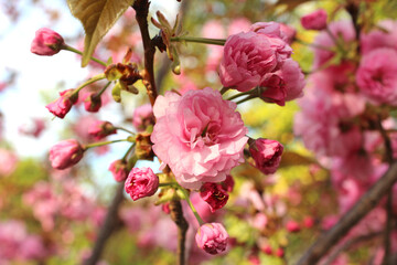 Obraz premium Beautiful Japanese Pink Cherry blossoms at Kyoto, Japan