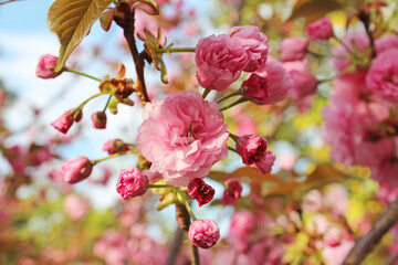 Beautiful Japanese Pink Cherry blossoms at Kyoto, Japan