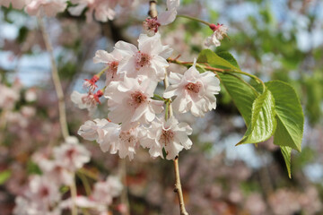 Beautiful Japanese Pink Cherry blossoms at Kyoto, Japan