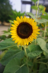 sunflower in a garden, sunflower on a field