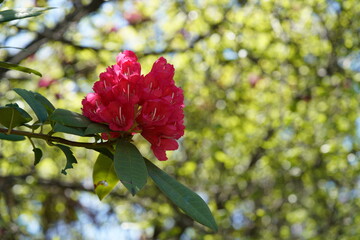 Red Flowers of Azalea in Full Bloom
