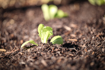 Young wombok seedling freshly planted in vegetable garden