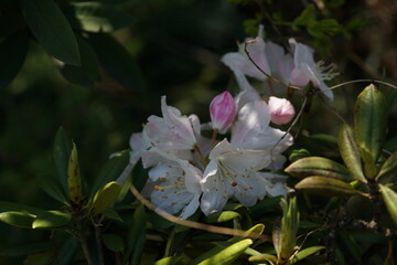 Faint Pink Flowers of Azalea in Full Bloom

