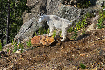 mountain goat on the side of a mountain standing on a boulder