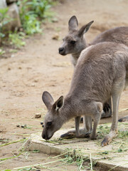 Fototapeta premium オオカンガルー