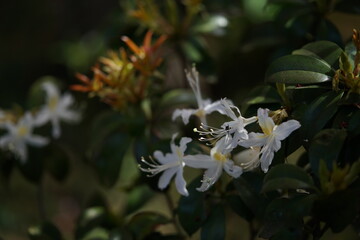 White Flowers of Azalea in Full Bloom
