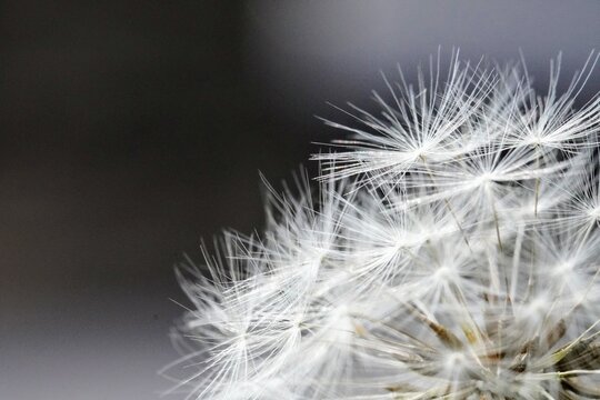 close up of dandelion © Chris