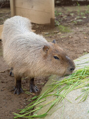 カピバラ