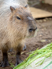 カピバラ