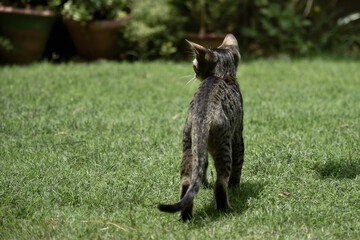 A closeup photograph of a playing Kitten.