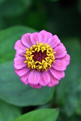 Fototapeta premium flower of a dahlia