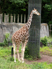 アミメキリン © moonrise