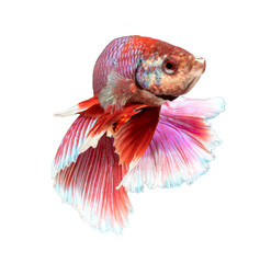 Fototapeta premium Betta fish, siamese fighting fish, betta splendens isolated on white background