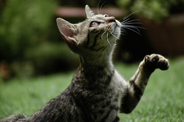 A closeup photograph of a playing Kitten.