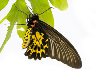 Fototapeta na wymiar Golden Birdwing butterfly on white background, golden birdwing butterfly perched on a leaf in the rainforest.Can be easily found in Asia.