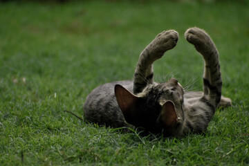 A closeup photograph of a playing Kitten.